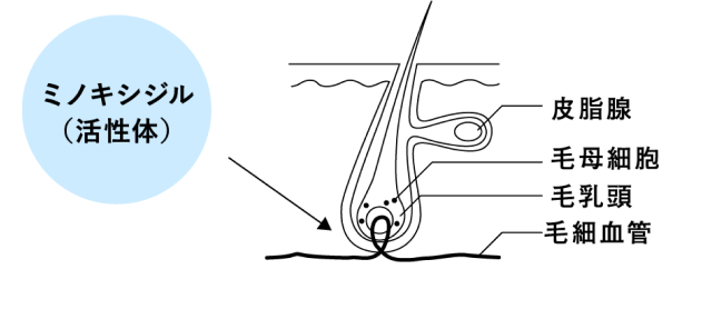 ミノキシジル（活性体）の図